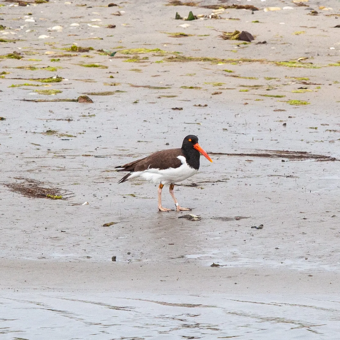 American oystercatcher sticker, gift for bird watcher, Audobon bird nerd