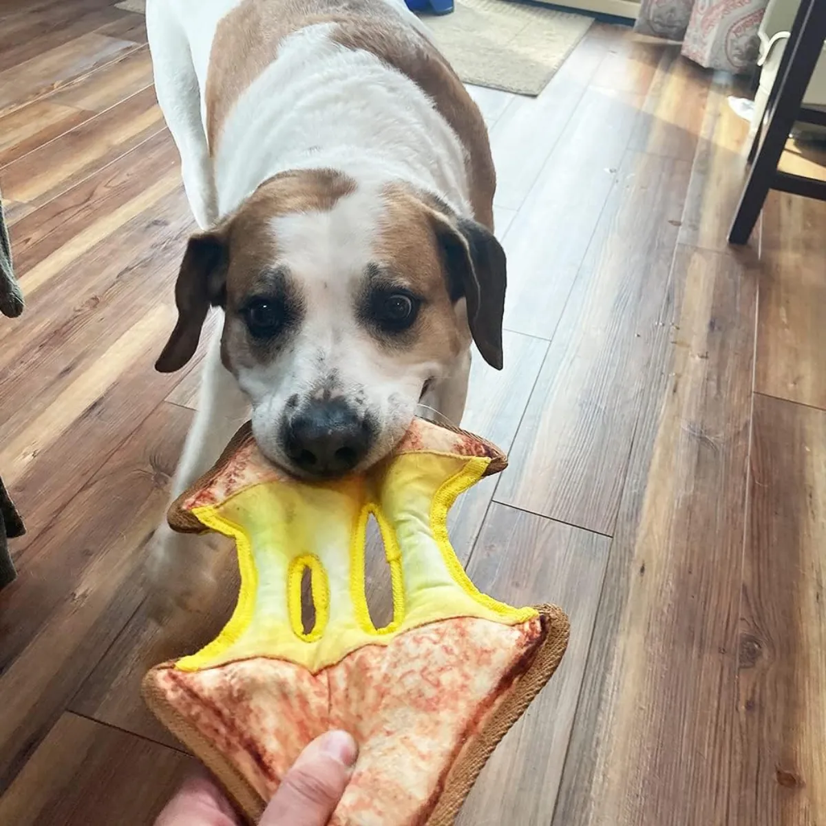 Doggijuana Tuffer Chewer Refillable Grilled Cheese Dog Toy