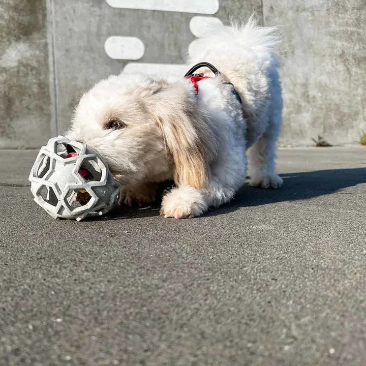 Enrichment & Fetch Dog Toy