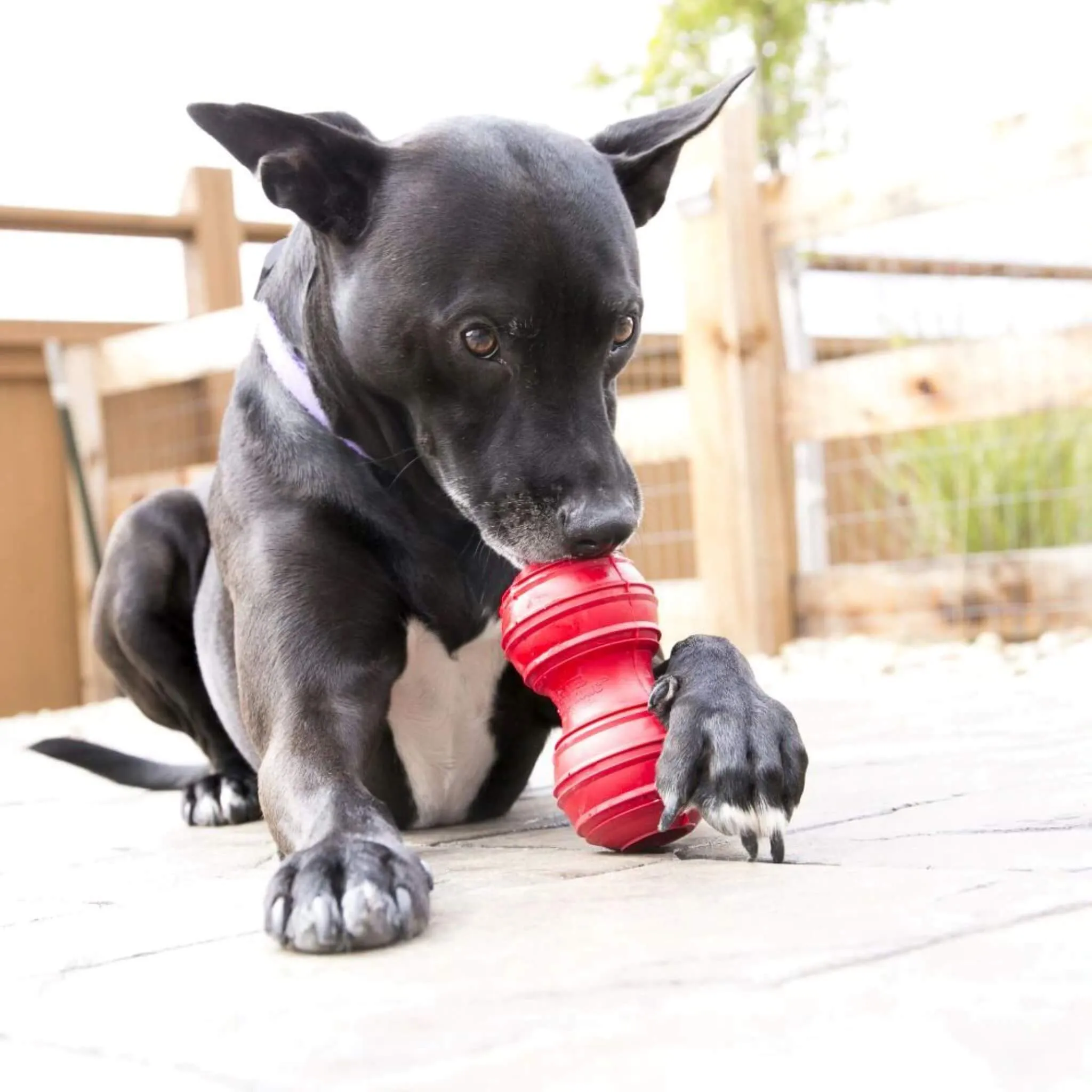 KONG Dental Dog Chew Toy