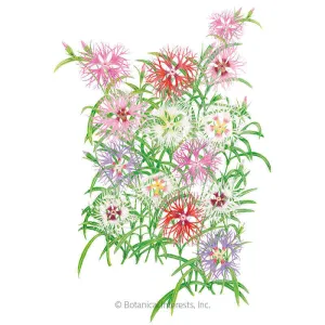 Rainbow Loveliness Cottage Pinks Seeds