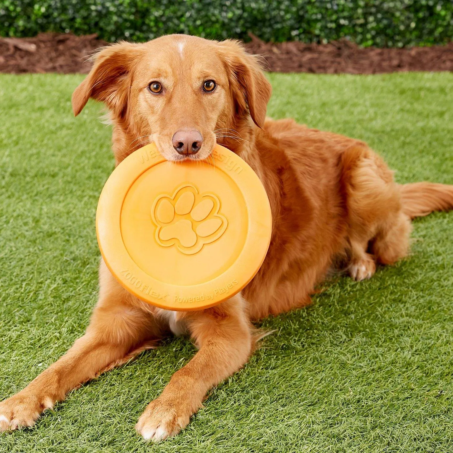 West Paw Zogoflex Zisc Flying Disc Dog Toy: Large